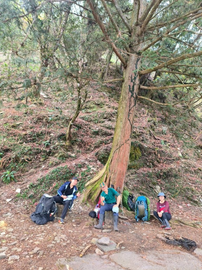 20240316 馬博8天縱走~第一天，東埔登山口到觀高工作站_2470730