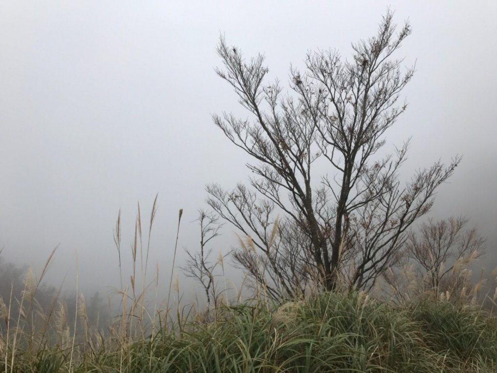 迷霧中的山毛櫸_465337