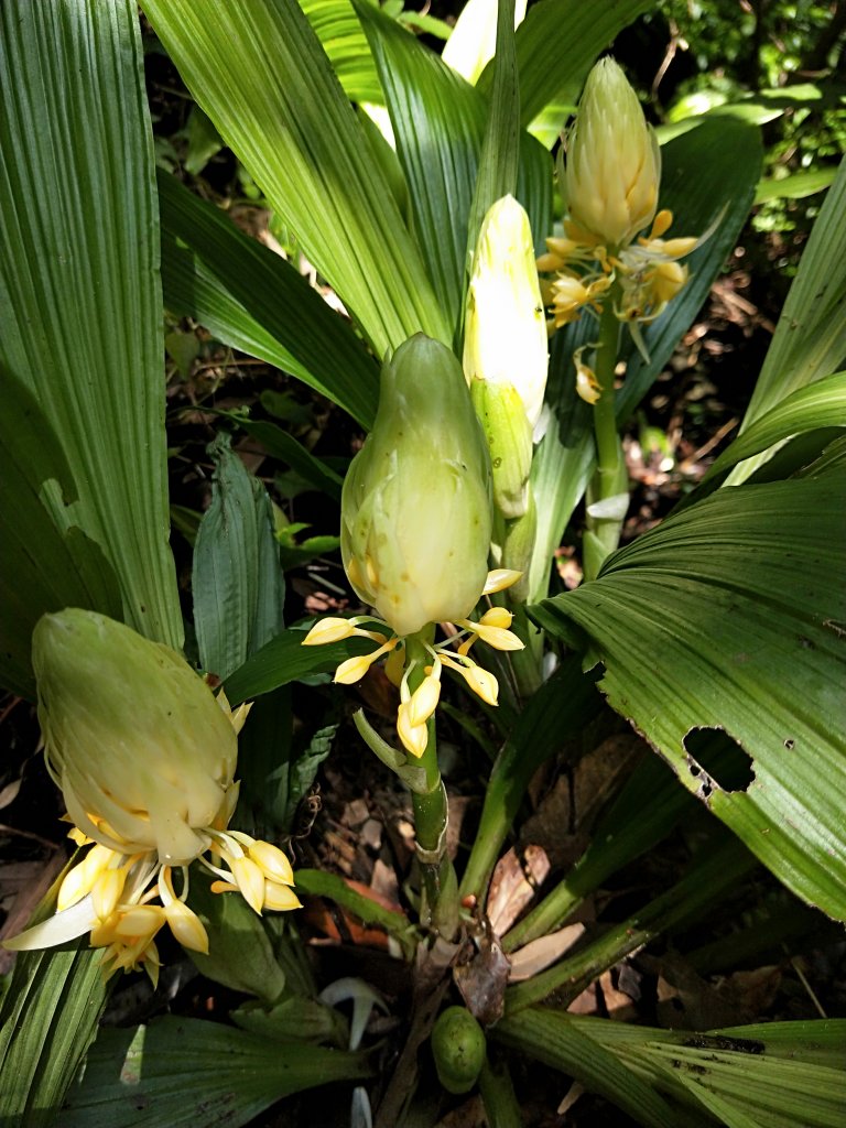 三大強勢族群野生根節蘭，輪番上陣繁衍新生_1109314