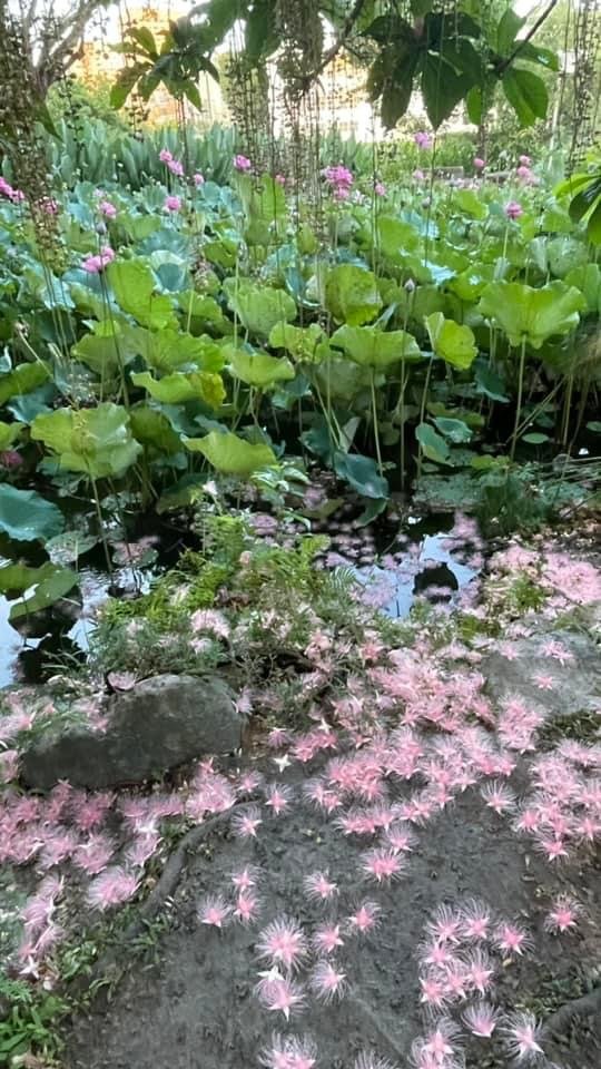 夜衝台大追ㄧ夜美人/穗花棋盤腳_2574192