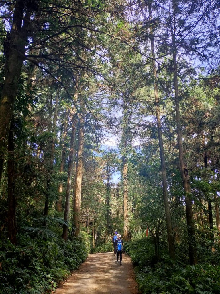 溪頭山、竹崙山、志騰山3山連走封面圖