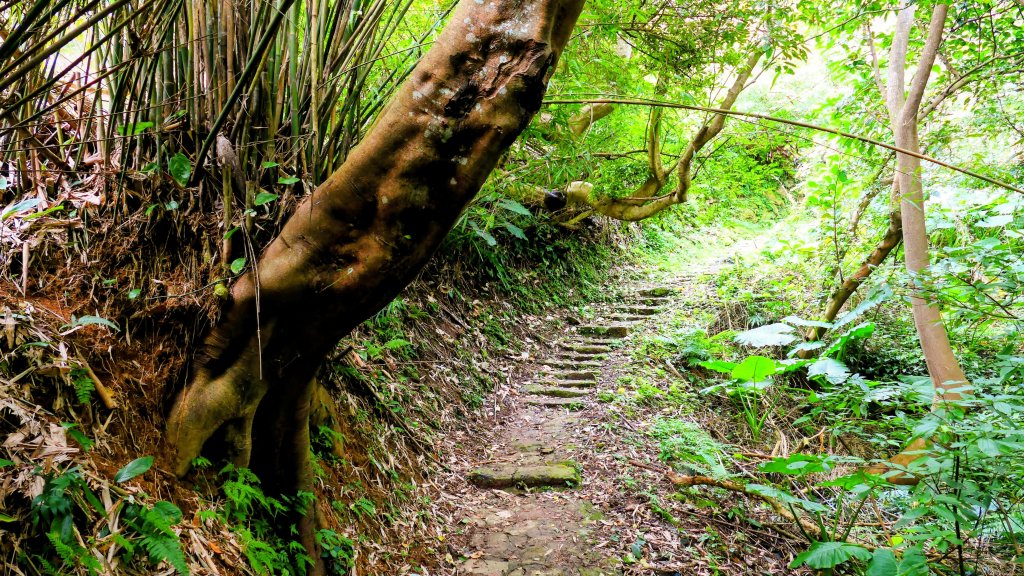 鵝尾梯田櫻花巷_2989290