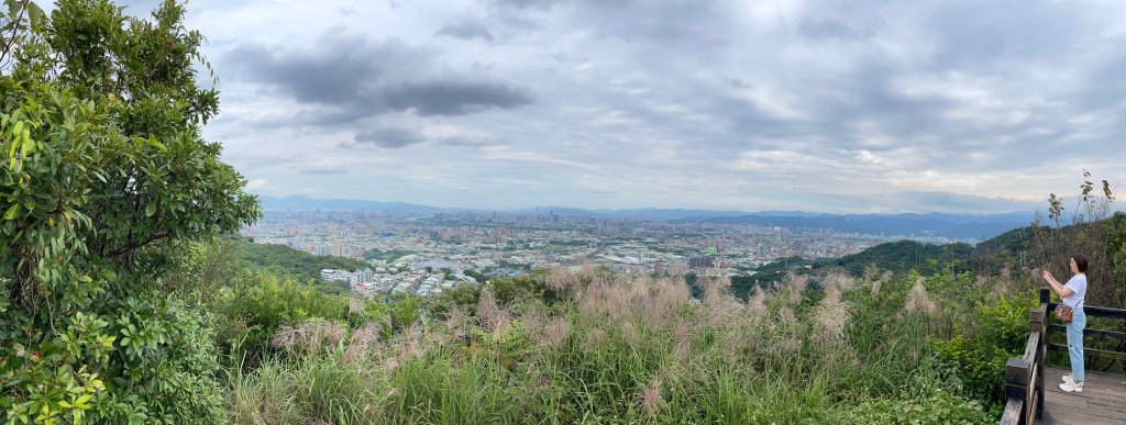 [新北樹林]三角埔頂山-2021芒草季_1518434