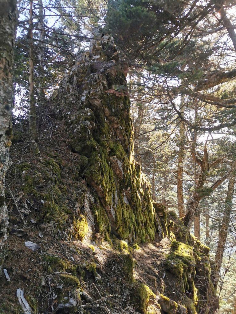 南三段縱走-百里長征在雲端-丹大東郡橫斷_908967