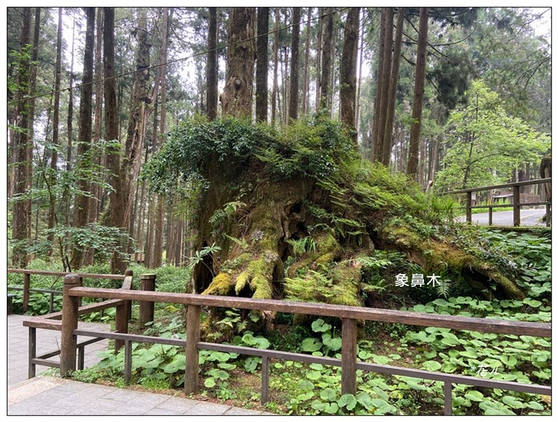 大塔山 (小百岳最高峰)_2773241