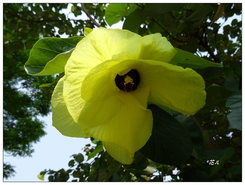 夏日/黃槿的花開_1417577
