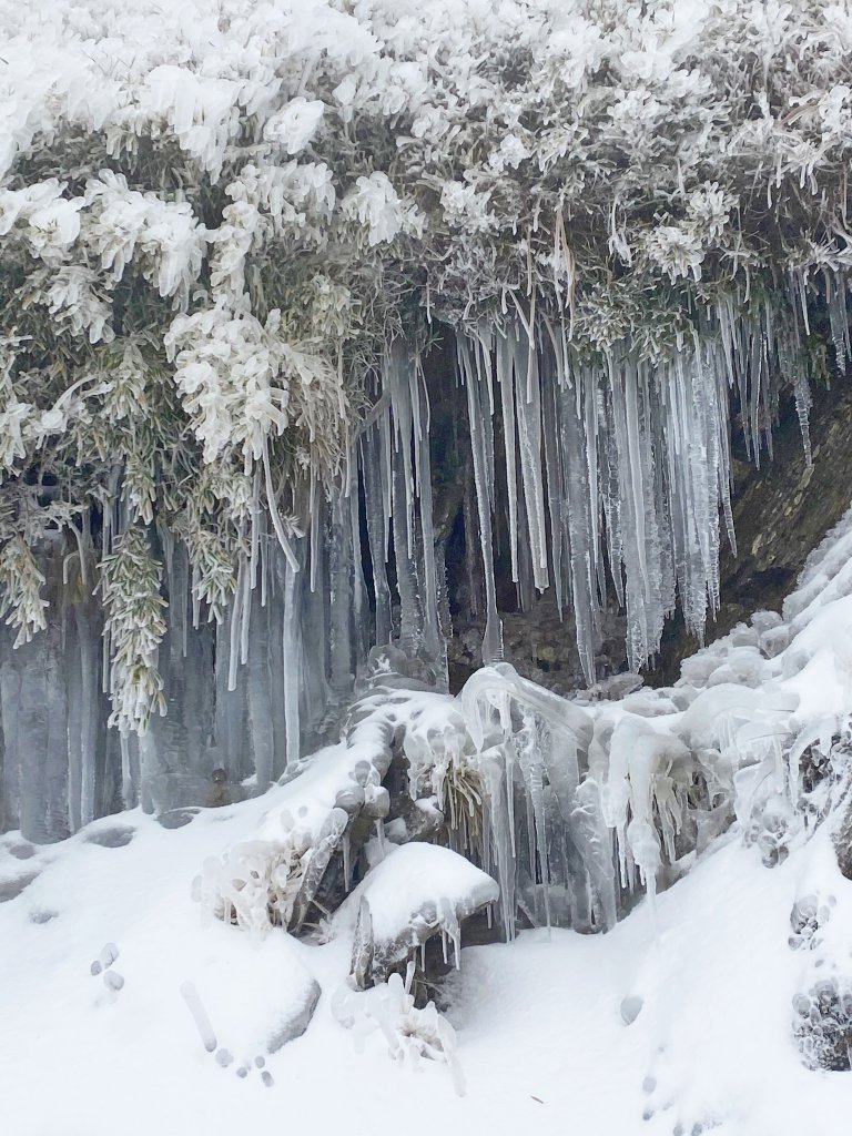 合歡銀白北國風情追雪趣 2021111_1235474