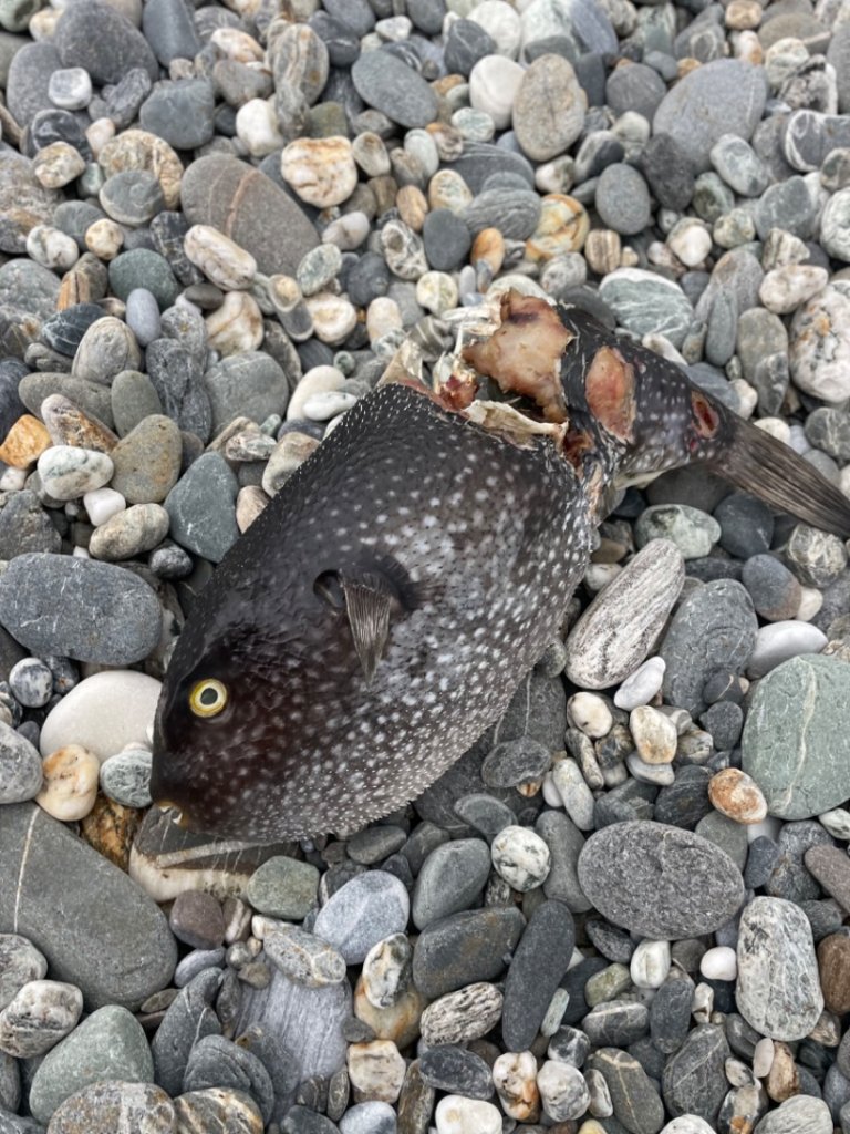 挑戰者之歌/新城-曼波海提-七星潭-月牙灣-四八高地_2714677