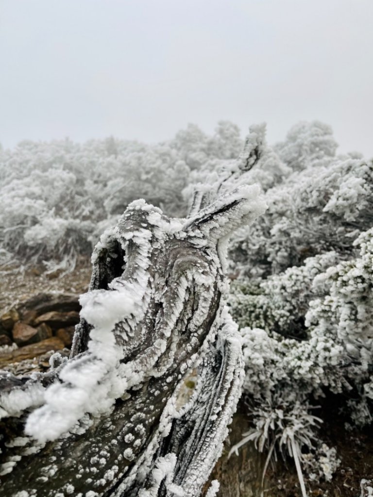 絕美銀白世界 玉山降下今年冬天「初雪」_1235964