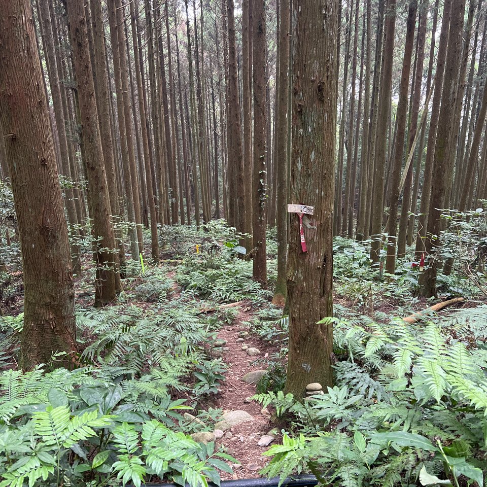 油羅山全餐封面圖