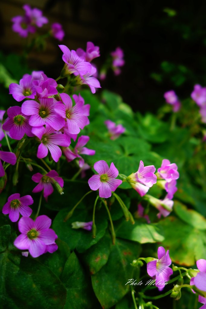 小花留影封面圖