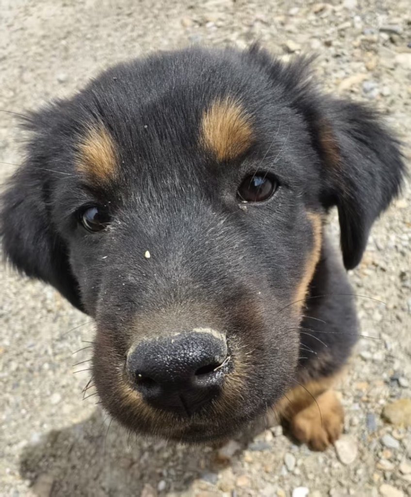 西藏-崗仁波齊轉山/珠峰大本營5200米_2897479