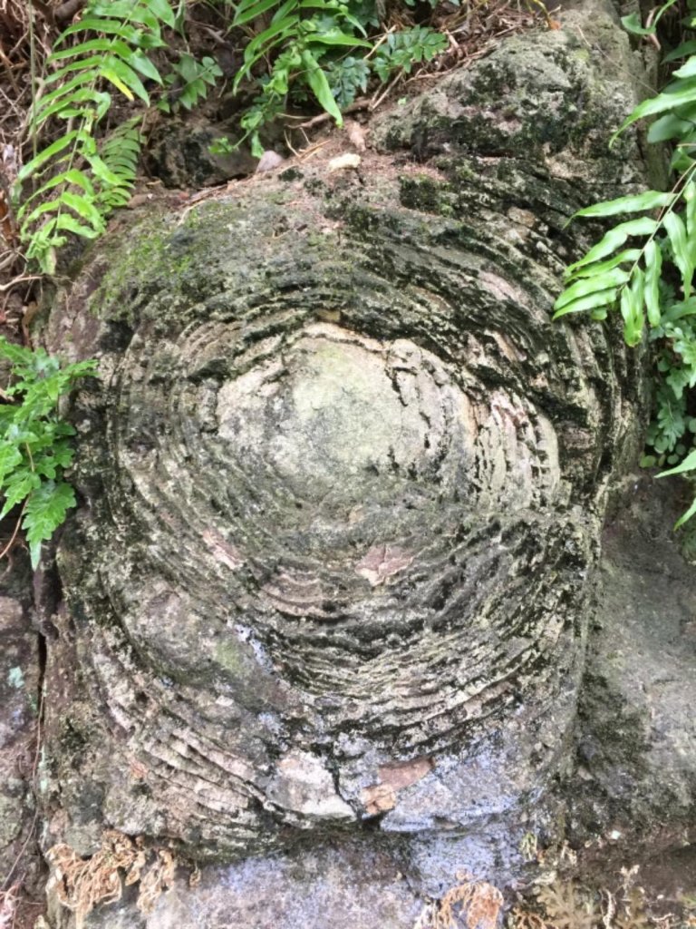 七星主東芒花盛開_461249