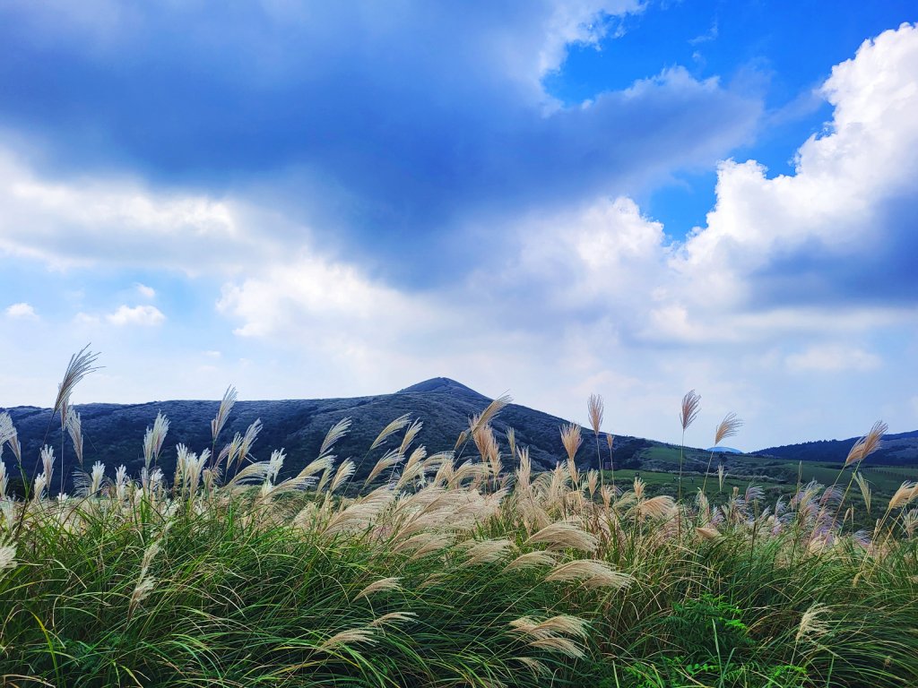 【芒花舞秋風】草山精典賞芒勝地連走_2336394