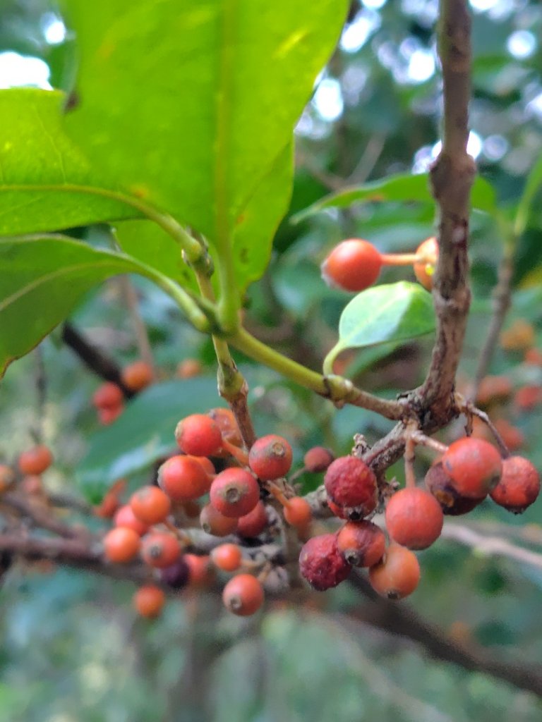 唐麻丹山 蝴蝶谷_2918780