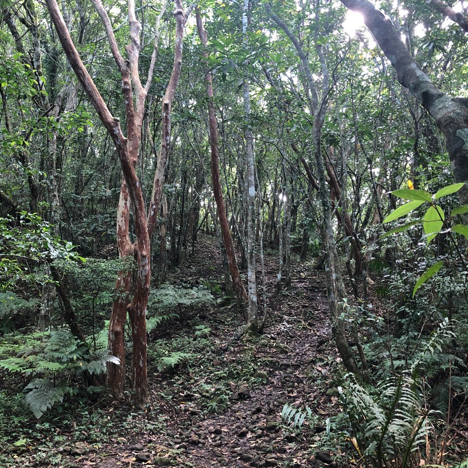 鯉魚、月眉、初音山，見證山友完登小百岳。_1001185