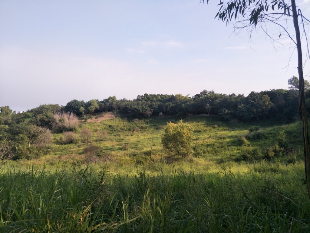 鳳凰山步道_1518211