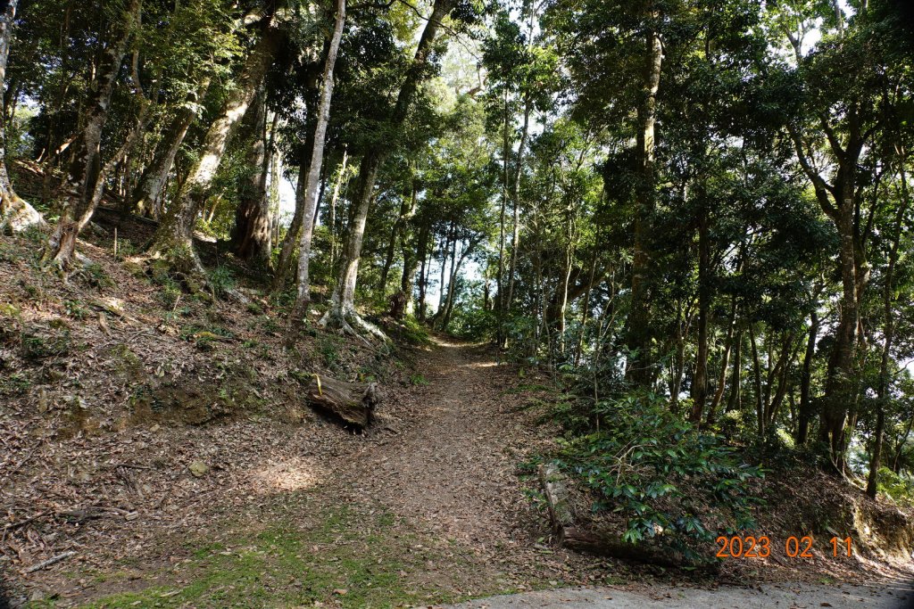 高雄 桃源 藤枝山_2031698