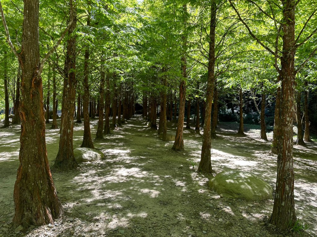 杉林溪穿林棧道_1862727