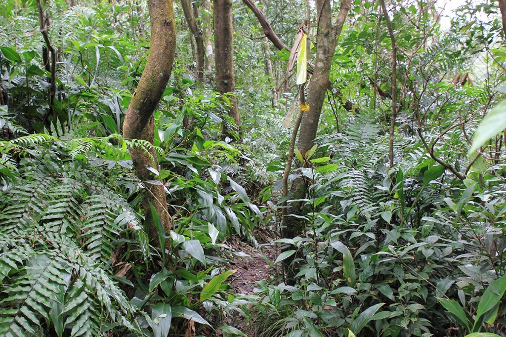 汐止金明山.柯子林山.如意湖O型_291447