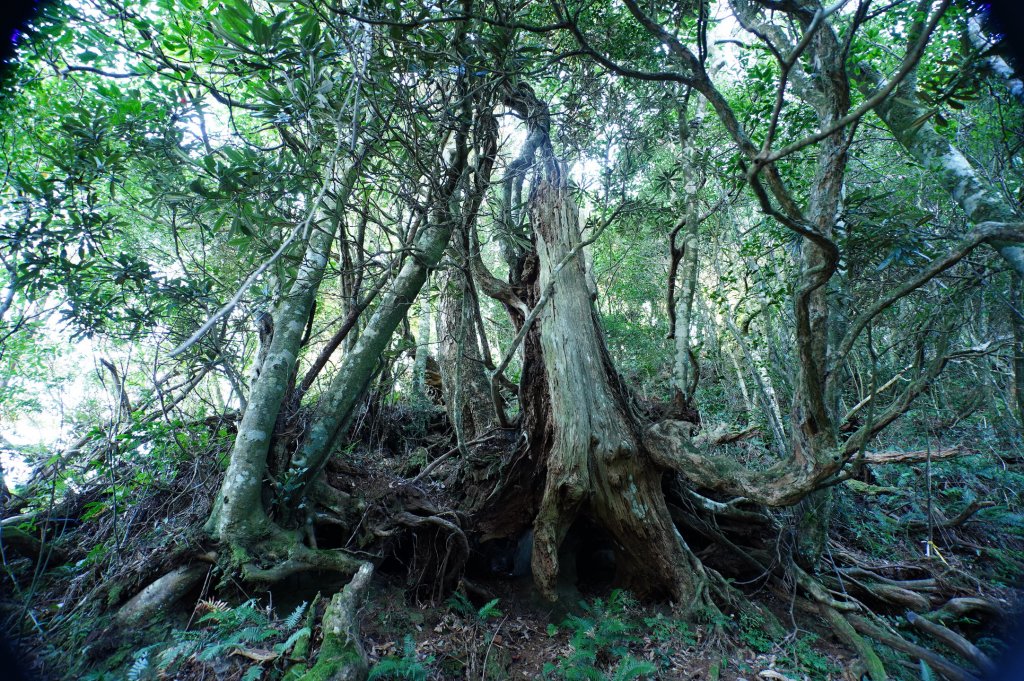 新竹 尖石 貴妃山、那結山_2913594