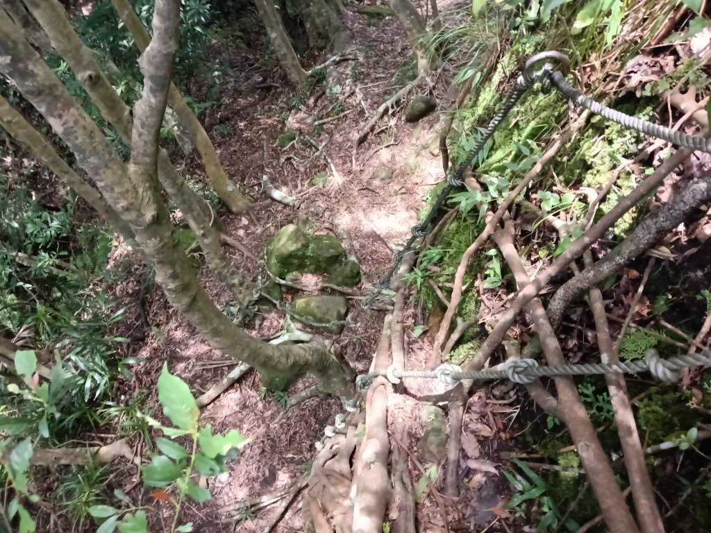 平溪區東勢格越嶺古道+孝子山步道(慈恩嶺+慈母峰)探花(艷紅鹿子百合)路線O型_2848680