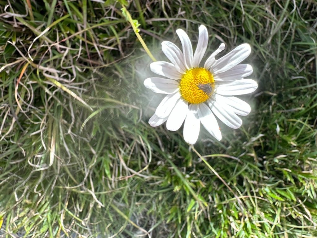 合歡山群峰（南峰、石門山、尖山、東峰）_2626656