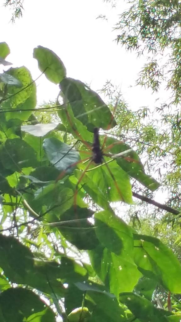 嘉義蘭潭~筍寮步道_736370