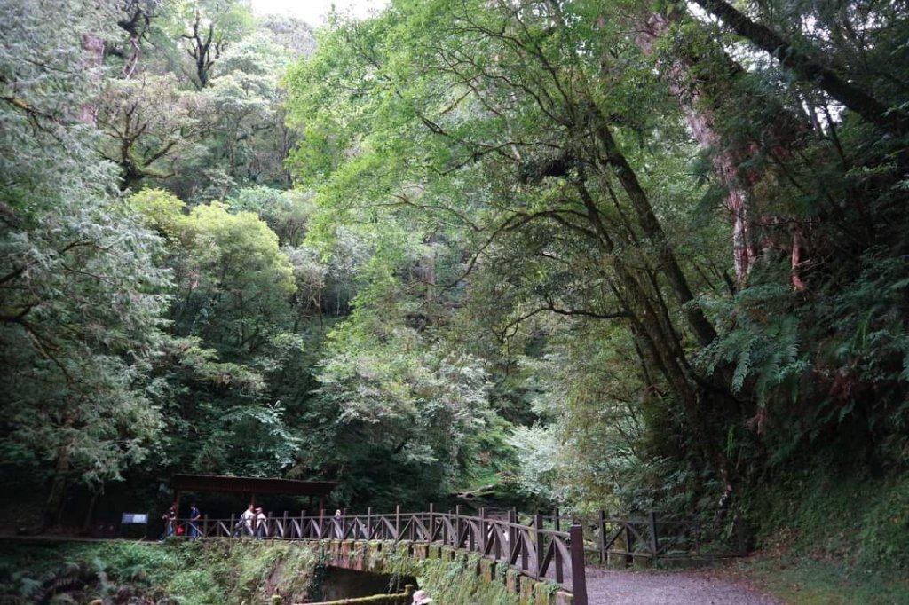 〔桃園復興〕拉拉山巨木，史詩級魔幻森林，75公頃紅檜 扁柏森林浴_2237318