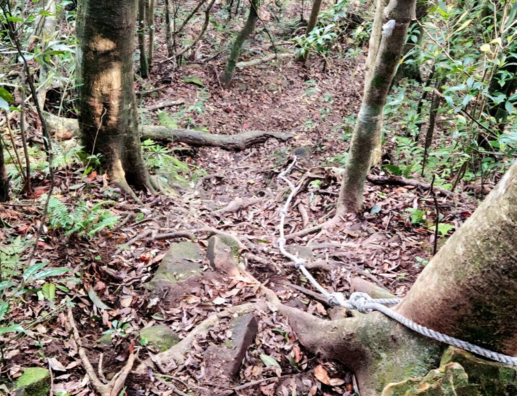 【中級山縱走】志繼山，東眼山，拉卡山，卡外山，東滿步道_2742551