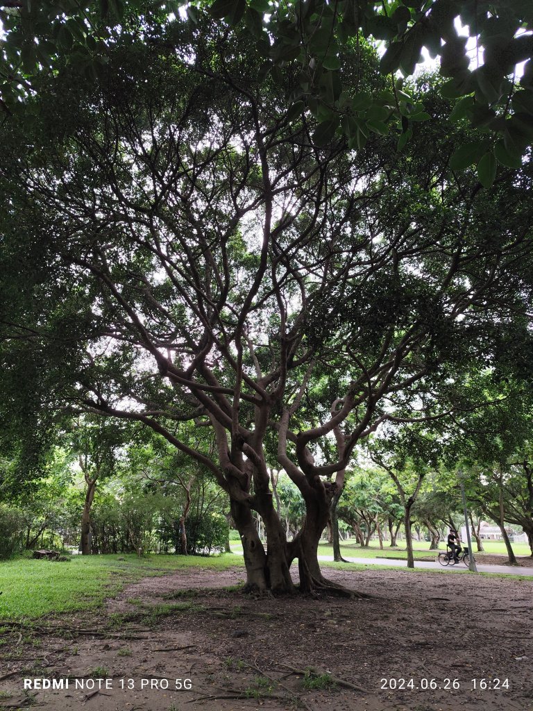 大安森林公園【走路趣尋寶】【臺北健走趣】_2536279