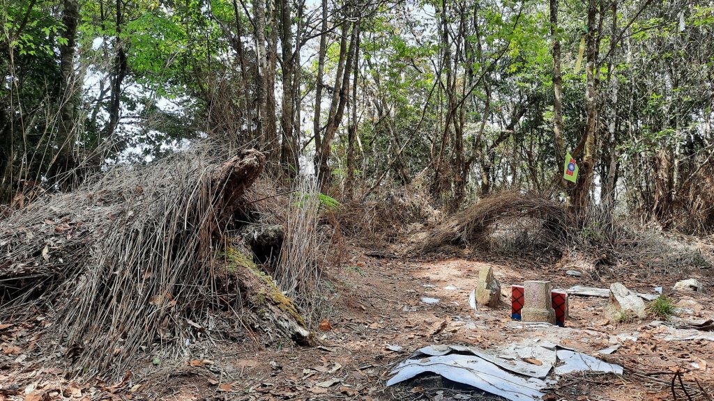 《台中》訪一葉蘭｜大雪山210林道（船型山林道）上烏石坑山20230412_2111438