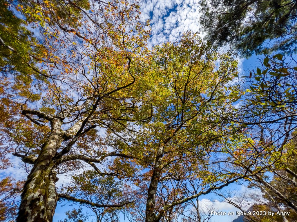 台灣國家山毛櫸步道_2355416