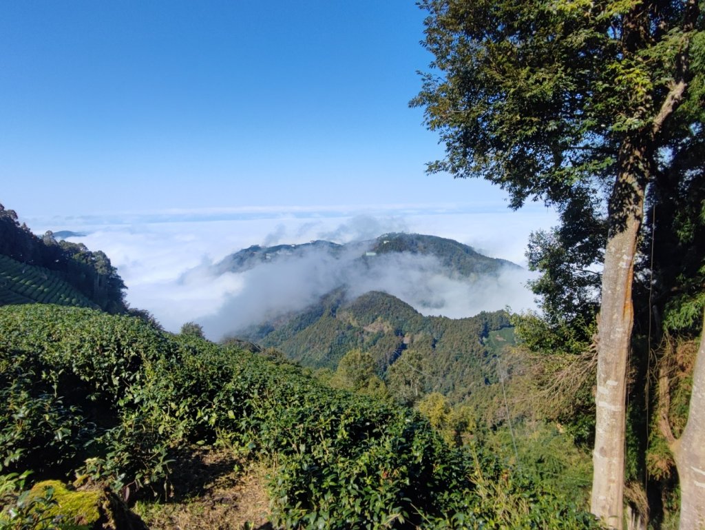 金柑樹山/忘憂森林-小百岳#54-南投縣竹山鎮/信義鄉封面圖