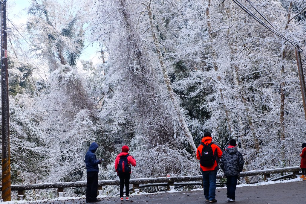 拉拉山神木上的雪白上衣_1232626