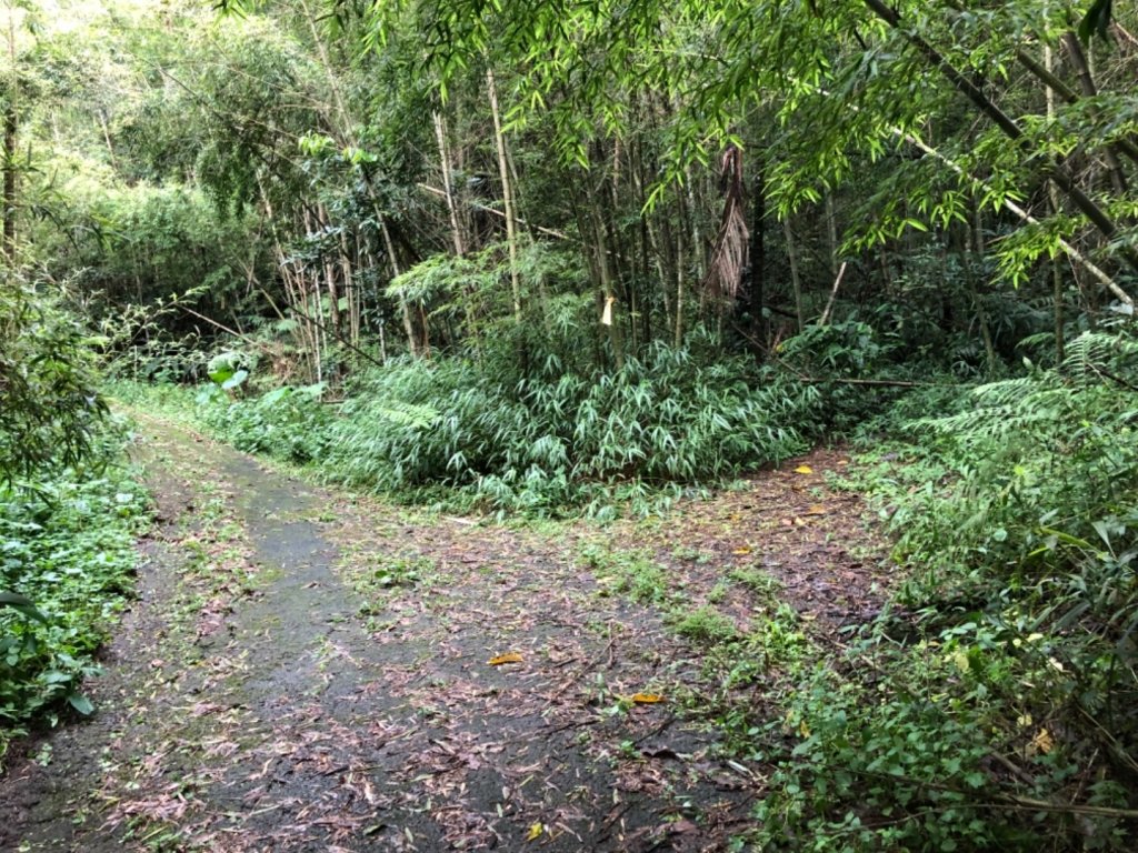 嘉義連峰獨立山大巃頂紅楠坑觀音石阿拔泉_633300