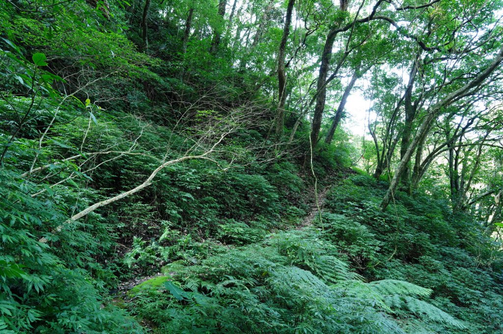 新北 坪林 東坑山、建牌崙、梳妝頂山、梳妝樓山_2405177