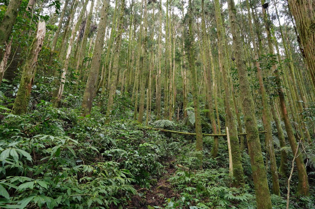 新北 烏來 大桶山、火燒樟山_2728773