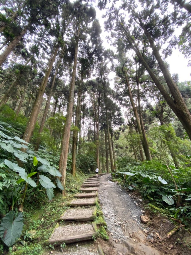 20191109貓仔們之溪頭森林步道探索_757170