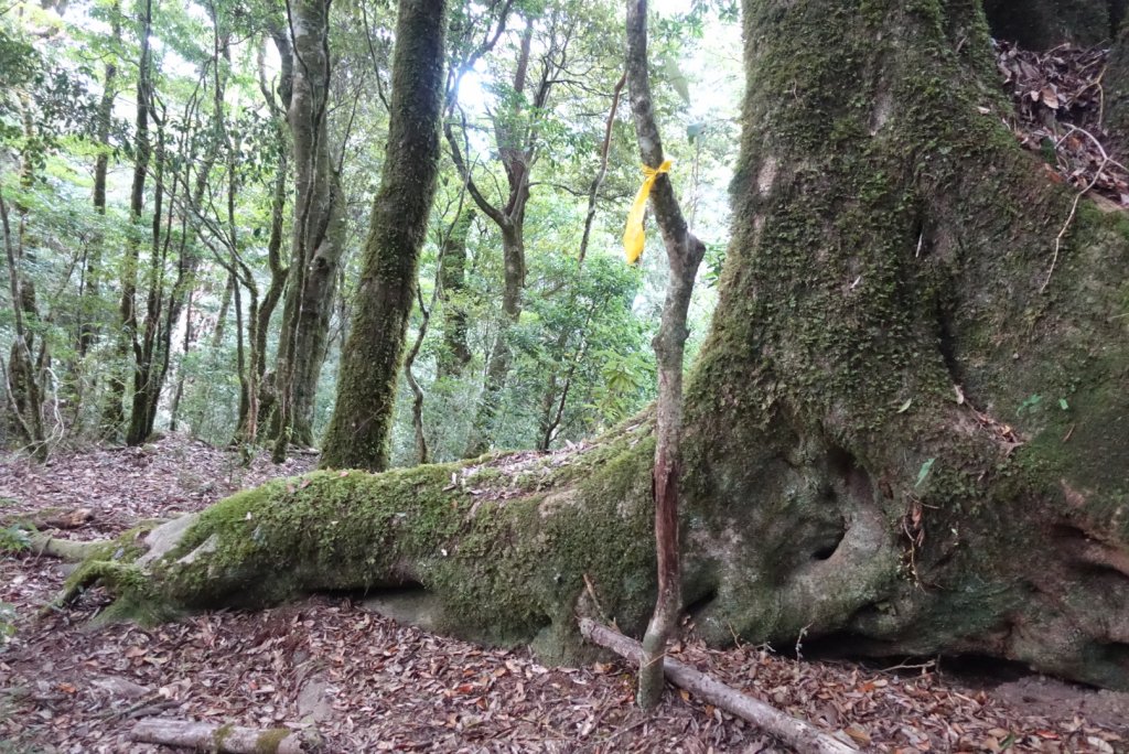 探訪消失的白雪村+北霞山東水兒玉山O型縱走_1991319