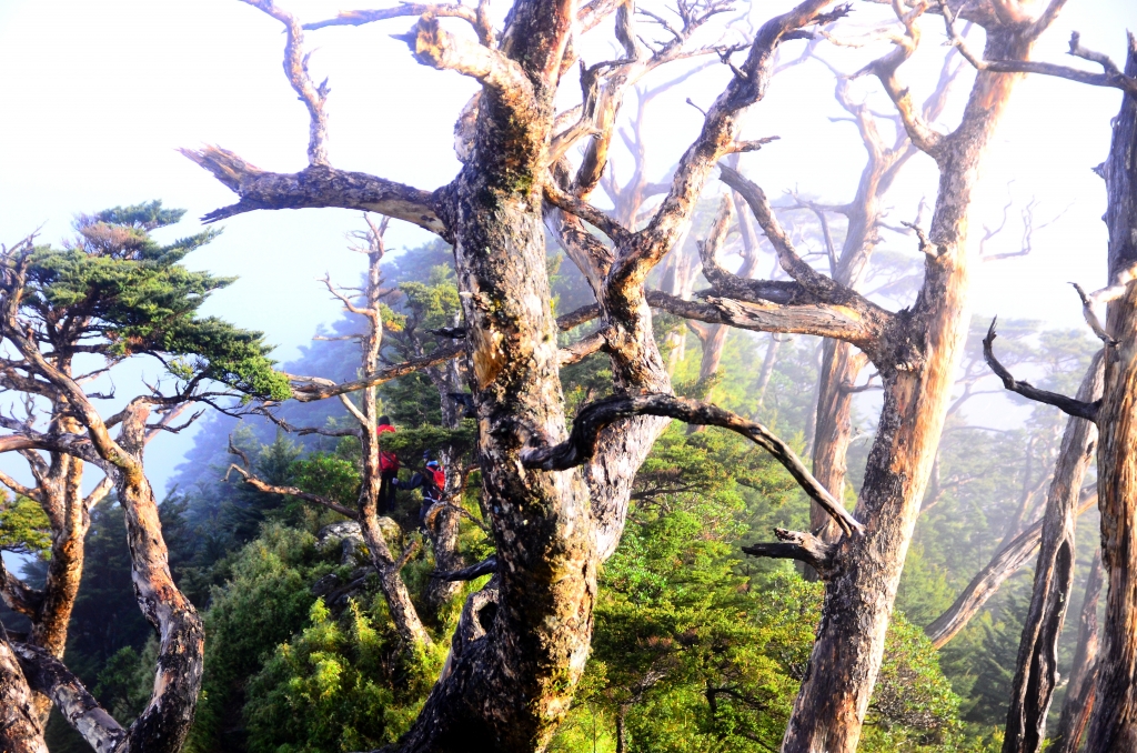 雲海故鄉..北大武山_76021