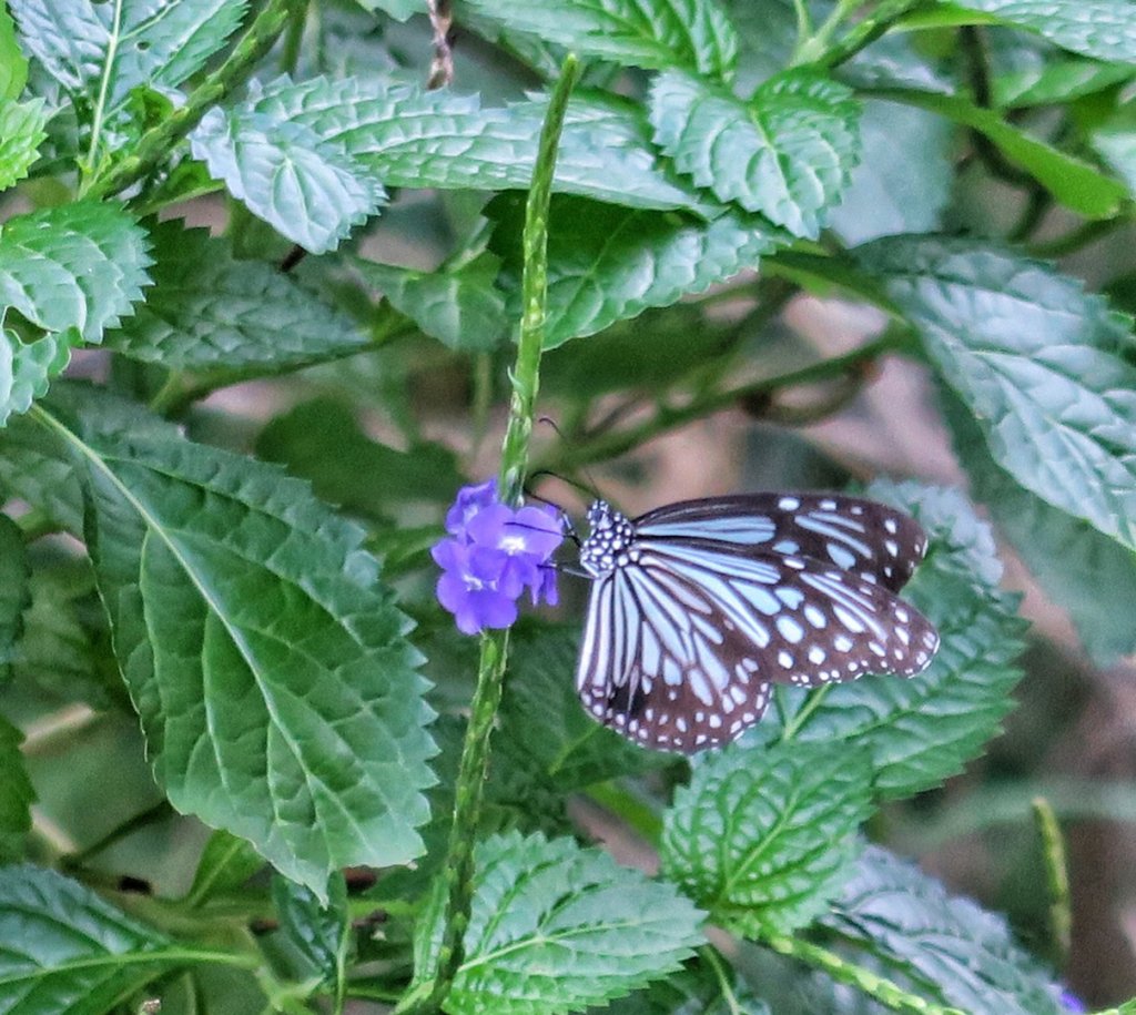 里龍山 悠遊山徑-溪谷-欣賞海天一色美景_1486166