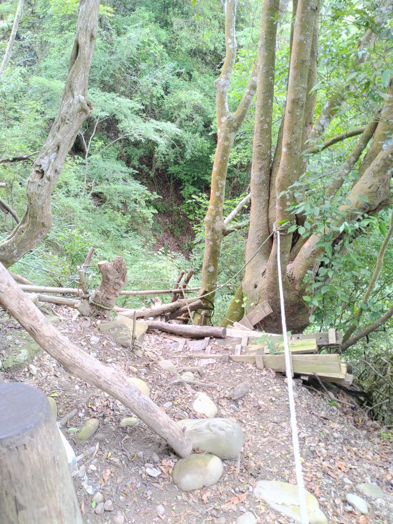 20230610大坑3-1號4號步道_2178912