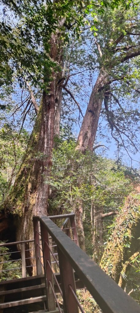 拉拉山國家森林遊樂區_2752219