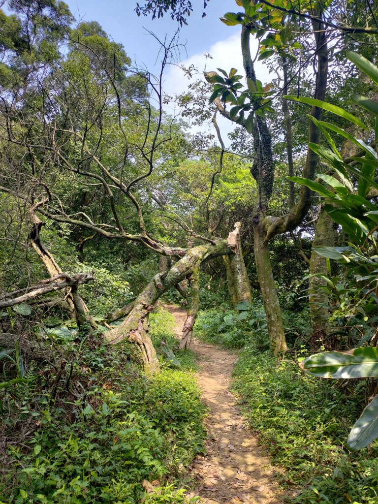大棟山縱走(鶯歌上山佳下)_1319321