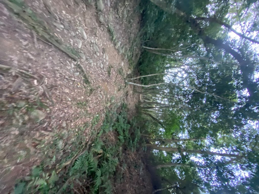 桃園大溪-打鐵寮古道-白石山_2612633