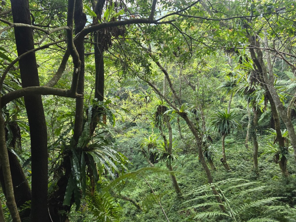 卓社大山〔武界栗栖溪登山口起登〕_2748373