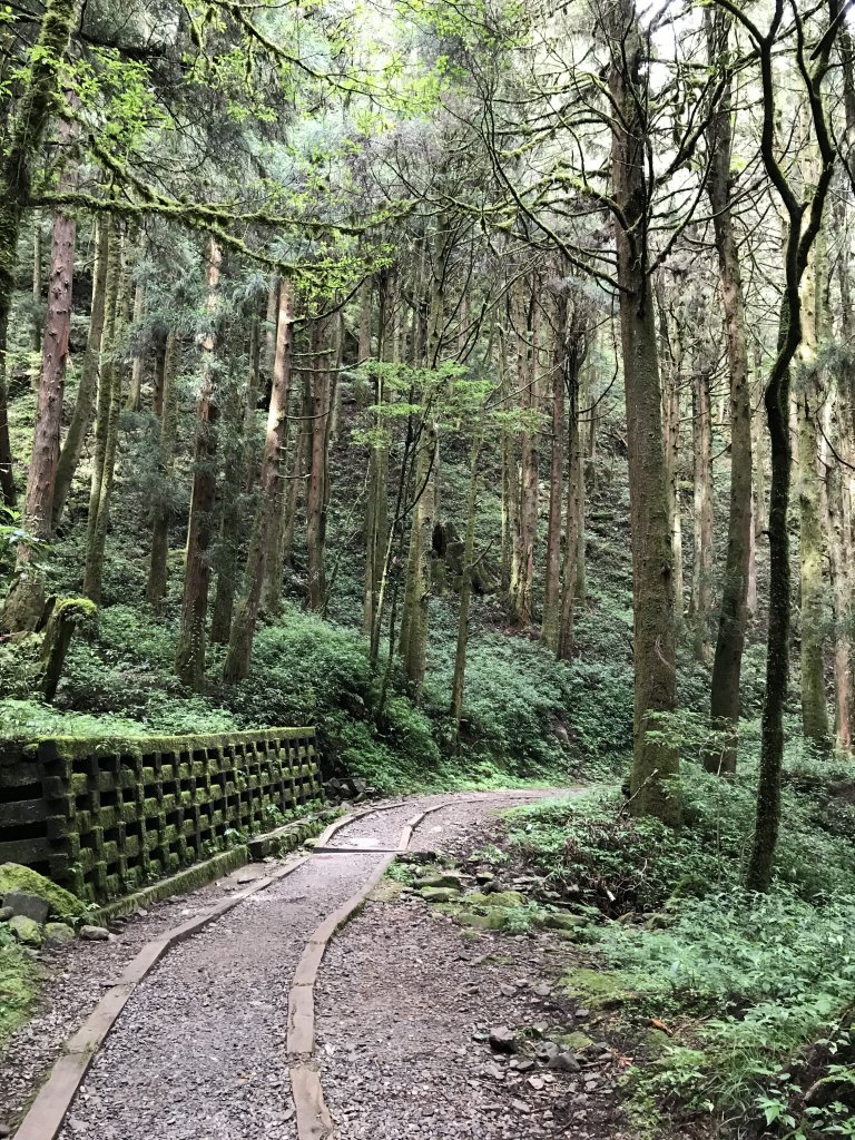 109年6月26日特富野古道_1027114
