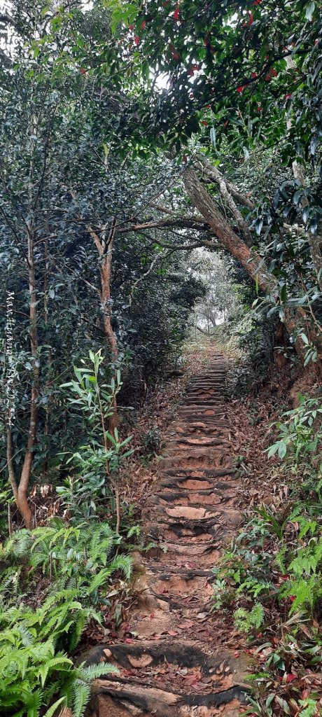 《苗栗》霧雨寒流｜三義三角山步道20251225_2969216