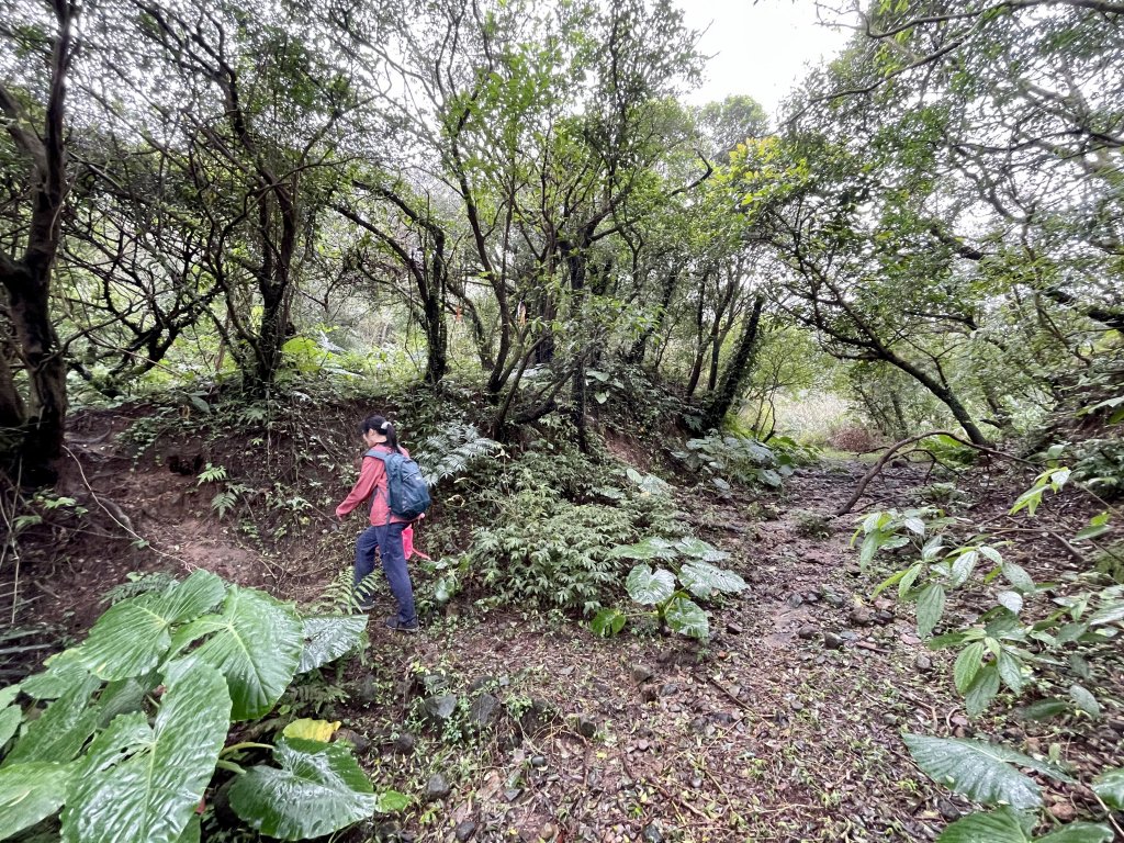 黃金十稜 龍洞稜 和美山登草山_1220907